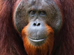Secrets of orangutan 'language' uncovered - BBC Science Focus Magazine