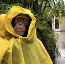Is ever going to stop raining | Chimp, Chimpanzee, Rain