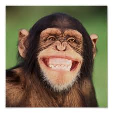Chimpanzee Smiling Gifts on Zazzle